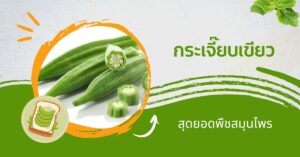 กระเจี๊ยบเขียว