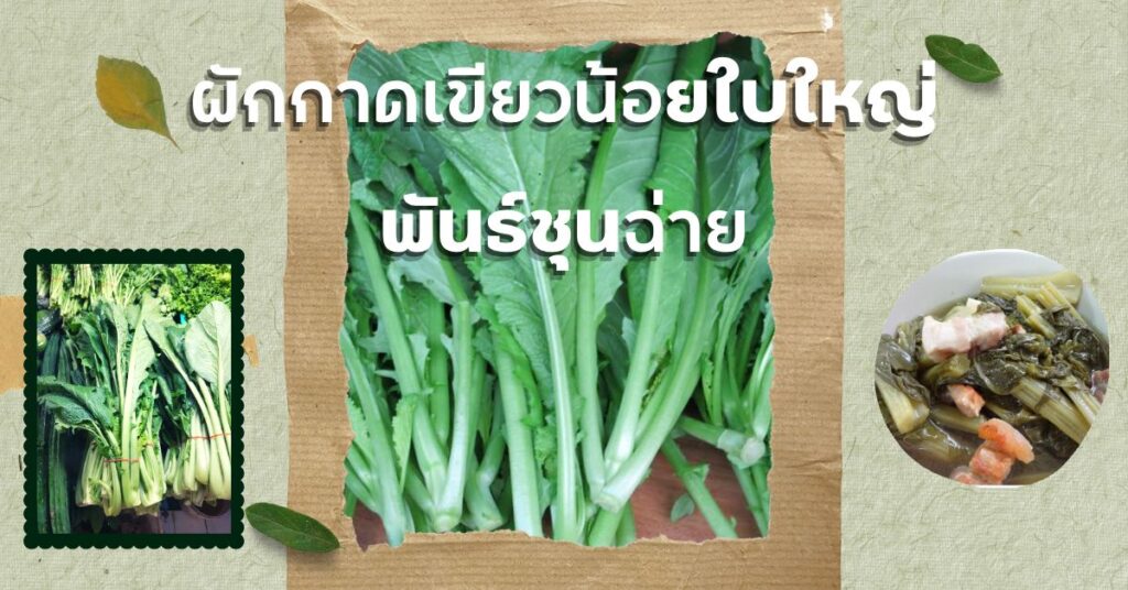 ผักกาดเขียวน้อยใบใหญ่ พันธ์ชุนฉ่าย