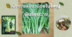 ผักกาดเขียวน้อยใบใหญ่ พันธ์ชุนฉ่าย